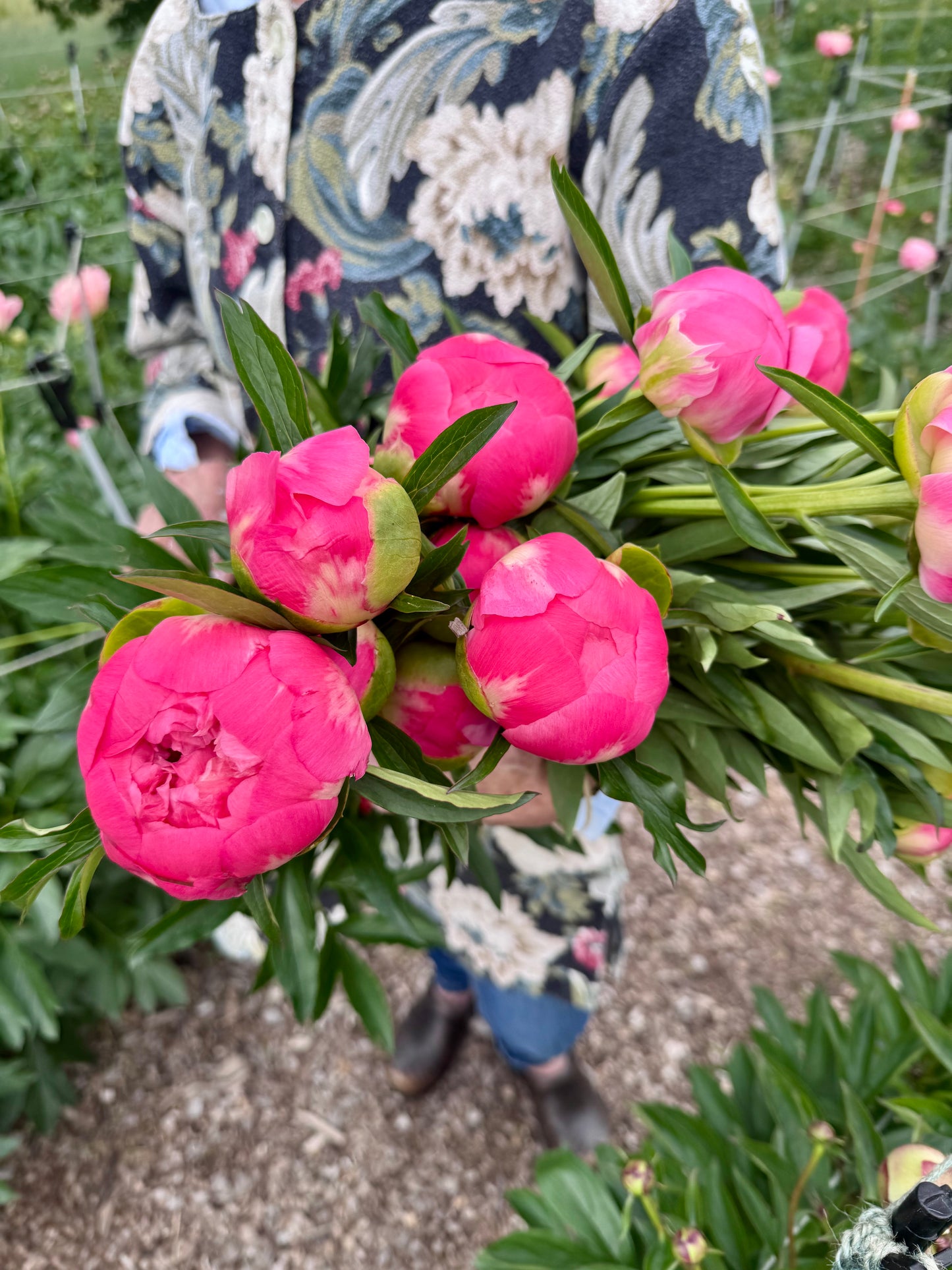 2-Week Peony Subscription