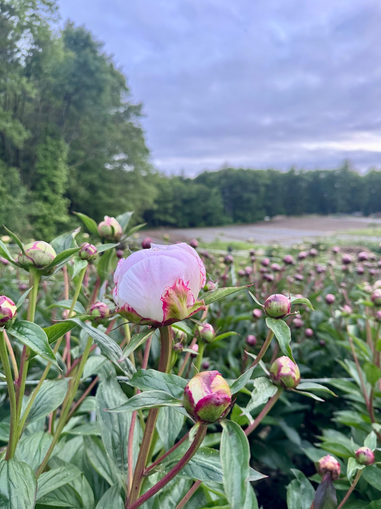 2-Week Peony Subscription