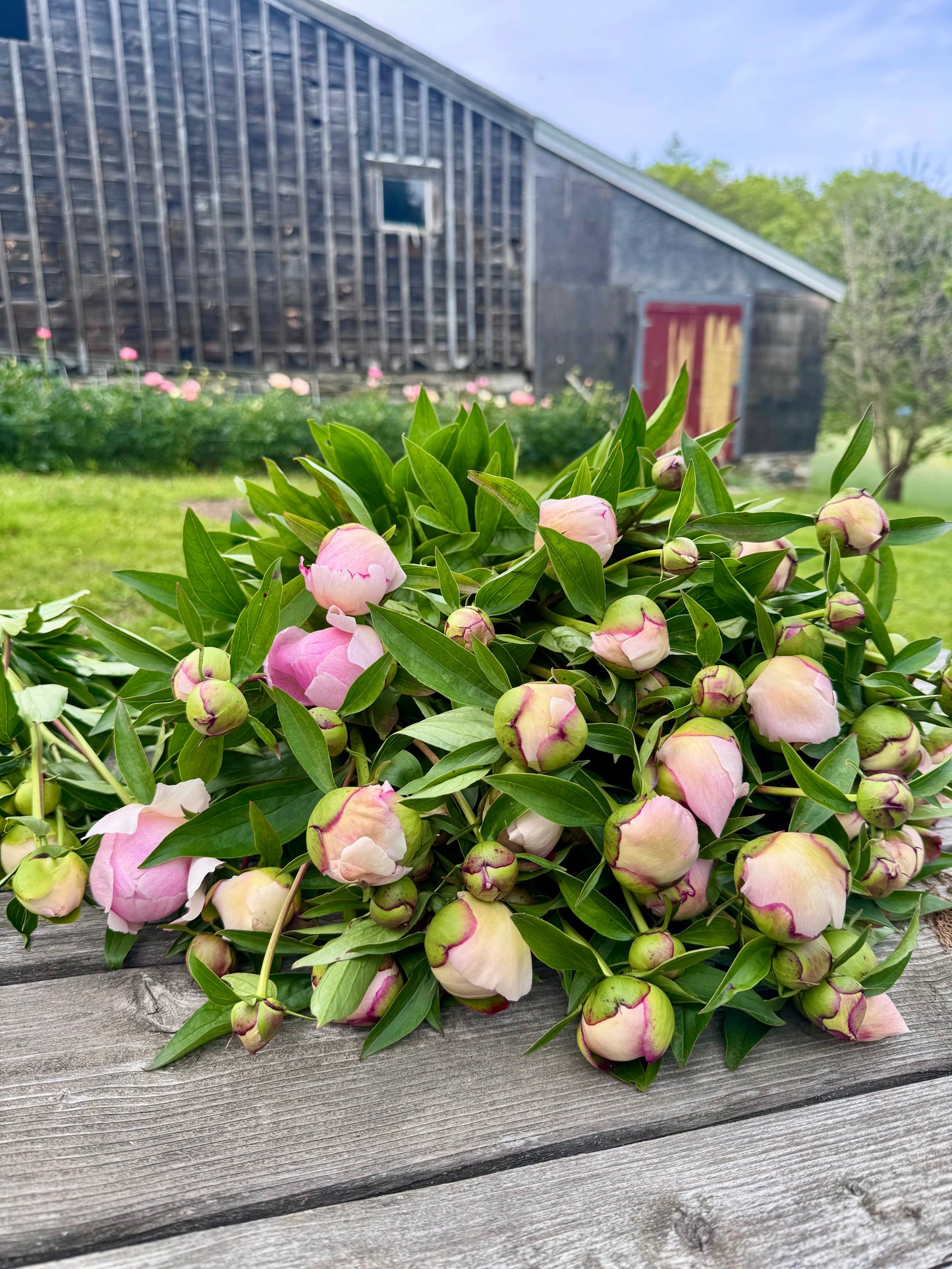 2-Week Peony Subscription