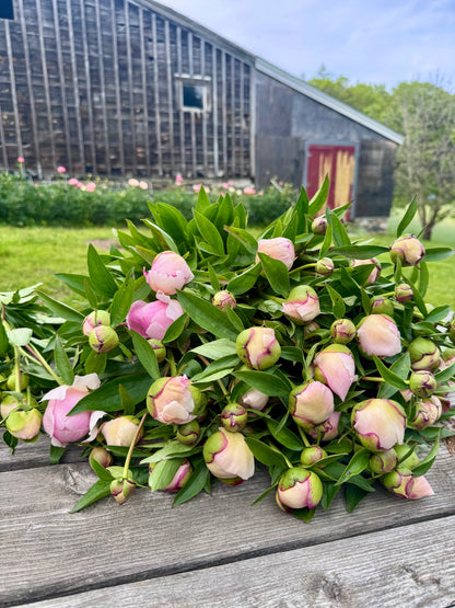2-Week Peony Subscription