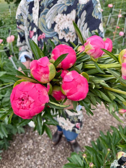 2-Week Peony Subscription