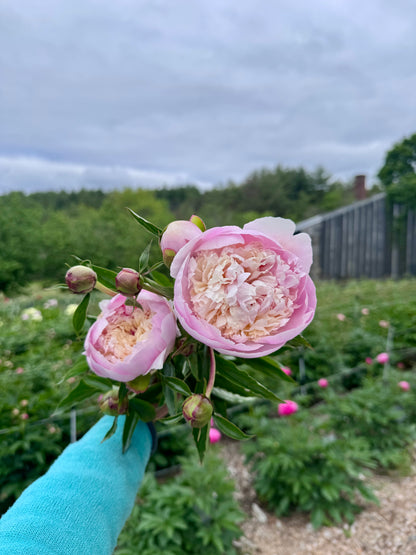 2-Week Peony Subscription