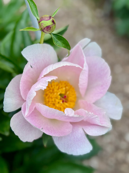 2-Week Peony Subscription